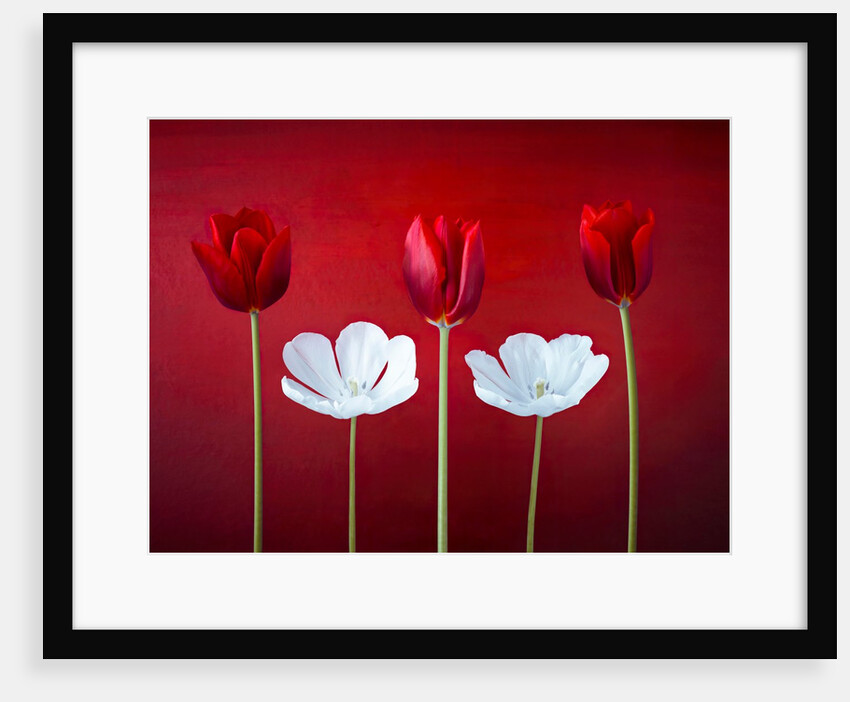 Tulip flowers in a row by Assaf Frank